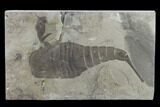 Eurypterus (Sea Scorpion) Fossil - New York #131493-1